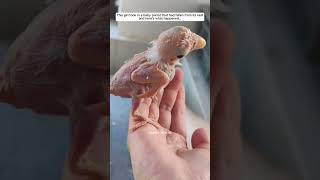 penyelamatan burung kakak tua kakaktua parrot kakaktua burung animals animalrescue [upl. by Ainessey350]