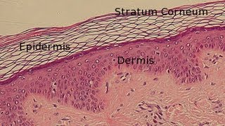 Histology of skin  part 2  Dermis  Hypodermis  skin  Integumentary system [upl. by Soane396]