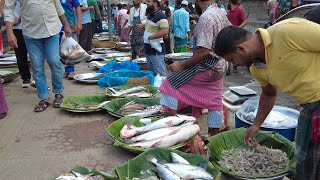 amazing live morning fish market distribute huge fish [upl. by Elocal682]