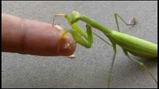 Praying Mantis Hand Feeding [upl. by Ainot226]