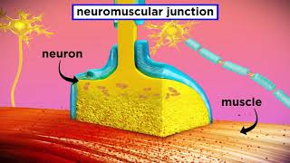 The Mechanism of Muscle Contraction Sarcomeres Action Potential and the Neuromuscular Junction [upl. by Missy654]