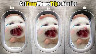 Cat Funny Memes Trip to Jamaica [upl. by Liane]