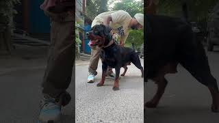 Rottweiler Ko Champion Kaise Banaye  shorts dogs rottweiler youtubeshorts namitaology trend [upl. by Aisena58]