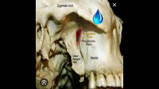 Pterygomaxillary fissure [upl. by Felder]