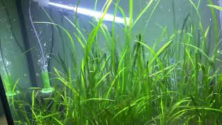 My vallisneria tank 😢 [upl. by Ynnavoig]