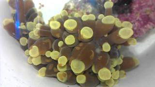 Coral RX Killing Flatworms [upl. by Yrmac]