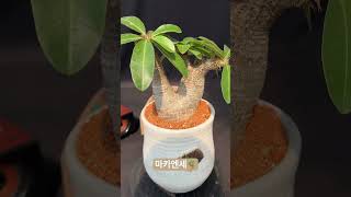 마카엔세🪴Pachypodium makayense 아프리카식물 반려식물 plants caudex [upl. by Acilejna159]