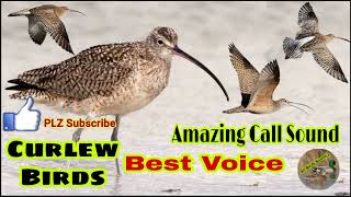 Curlew birds best voice amazing call sound  curlew ki awaz  New curlew sound  All birds sound [upl. by Sucrad]