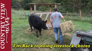 I am back to doing livestock chores but some of them wont be here much longer Homestead Update [upl. by Amaso]