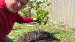 How to  Prune Grape Vines  Spring Year 1 2022 [upl. by Haskins]