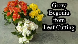 How to Grow Begonias from Leaf Cutting  Full Guide [upl. by Ydnic878]