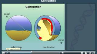 Gastrulation animation [upl. by Ahcsat313]