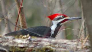 Buddy Davis sings THE WOODPECKER SONG Music Video [upl. by Bonnee]