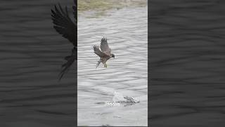 Peregrine Falcon causes a duck to crash But the Duck manages to get awayfalcon peregrinefalcon [upl. by Loma790]