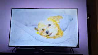 Philips Ambilight  55quot PUG790878  4K HDR [upl. by Anec]