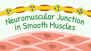 Neuromuscular Junctions of SMOOTH Muscles amp Transmission  Diffuse Junctions amp Contact Juntions [upl. by Ydennek]