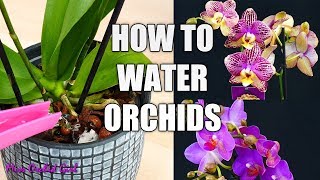 Orchid Care for Beginners  How to water Phalaenopsis Orchids [upl. by Pack]