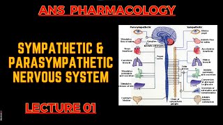 ANS Pharmacology  PSNS Vs SNS  Lecture 1  By Muneeb ur Rehaman [upl. by Byrne308]