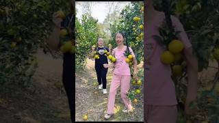 Beautiful Fresh Sweet Orange Fruit Harvest from Farm With Rural Farmer youtubeshorts orenge [upl. by Turrell]