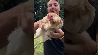 🐓 Perché le galline non ruotano la testa se le giri 🐓 [upl. by Gisella]