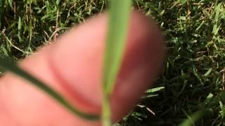 Zoysia grass identification by Shawn Schutte [upl. by Gusti]