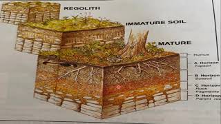 Biological Weathering  Soil Formation  Terminologies Explained [upl. by Ayotak]