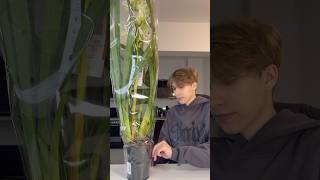 Распаковка нового цимбидиума orchid цимбидиум flower plants cymbidium [upl. by Karina]