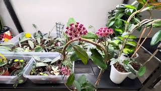 Hoyas that are in bloom this week [upl. by Eiba]