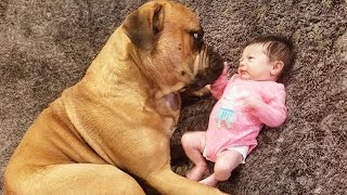 When a Big Dog Makes Loving Eye Contact With a Baby 🥰❤️ Cute Dogs and Human [upl. by Granville]