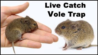 Live Trapping Voles A Close Look At This Dangerous Animal Mousetrap Monday [upl. by Savill]