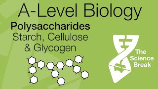 AQA ALevel Biology Polysaccharides  Starch Glycogen amp Cellulose  Quick Revision [upl. by Bible]