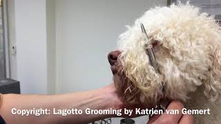 Grooming the hair around Lagotto eyes [upl. by Nivak581]