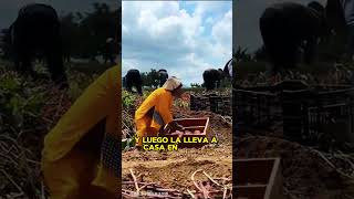 Un mono ayuda a un agricultor en su trabajo 🤯 [upl. by Llehcram261]