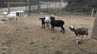 Shetland Rams Fighting [upl. by Sarchet]