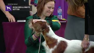 Setters Irish Red and White  Breed Judging 2019 [upl. by Stanwin]