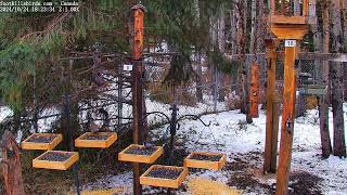 20241024  Foothills Birds  PTZ Live Stream Bird Feeder Cam 65 Species [upl. by Samaria858]