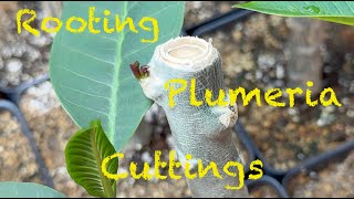 PLUMERIA PROPAGATION The Secrets of Successful Rooting [upl. by Garling]