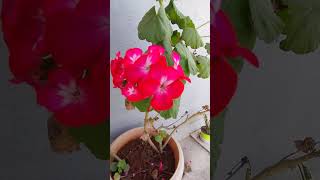 🌸 Garden Geranium A Burst of Color for Your Garden 🌿gardening flowers [upl. by Tshombe]