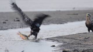 quotWhite tailed Eaglesquot part 2 quotYoung white tailed eagles schoolquot [upl. by Neil303]