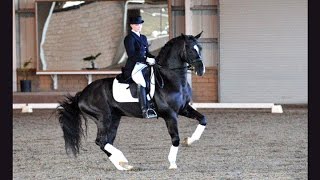 Devon Heir  Black Imported Elite Hanoverian Stallion 2015 Video [upl. by Zetes]