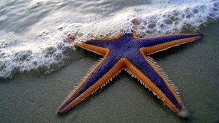 Starfish for Kids with Pronunciation and with photos [upl. by Brunhilda]