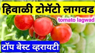 टोमॅटो लागवड पध्दत tomato lagwad शेतकरी roman [upl. by Aikrahs311]