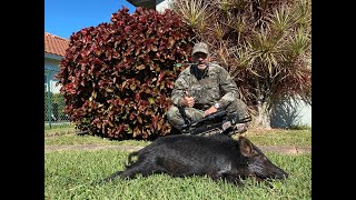 From turf to table hunting hogs with crossbow catchclean and cook [upl. by Makell113]