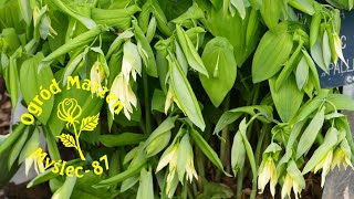 Uroczy jagodowiec wielkokwiatowy  Uvularia grandiflora [upl. by Itaws]