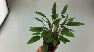 Cryptocoryne species red Aquarium Plant [upl. by Christopher]