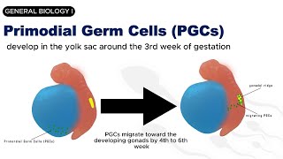 GENERAL BIOLOGY I  GAMETOGENESIS  SPERMATOGENESIS [upl. by Llewellyn]