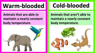 Warm blooded vs cold blooded 🤔 Types of animals  Whats the difference [upl. by Turmel890]