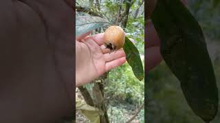 Töngel Muşmula medlar villagelife fruit [upl. by Ahsal]