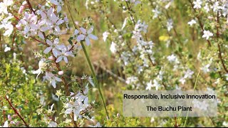 Responsible Inclusive Innovation  The Buchu Plant [upl. by Kindig705]