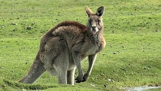 Forester Kangaroos Macropus giganteus at Narawntapu [upl. by Freeborn]